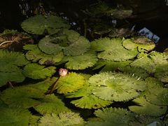 -云溪植物园