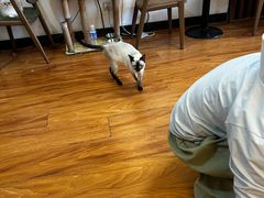 -猫爪屋猫咖(乐汇城店)