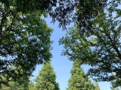 -日照海滨国家森林公园