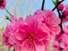 -桃花堤公园