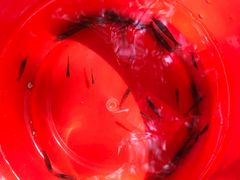 -碓臼峪自然风景区