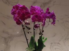 -丽晶轩中餐厅(重庆丽晶酒店)