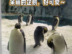 -珠海长隆海洋王国