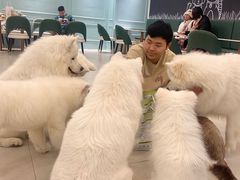 -安格丽娜·狗咖·猫咖羊驼咖(春熙路百盛商场店)