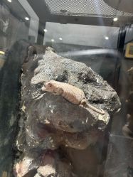 -Zoolung Zoolung动物主题公园(海信广场店)