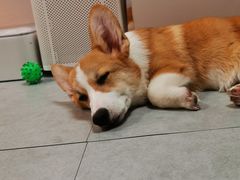 -汪说·狗咖(旺城大厦店)