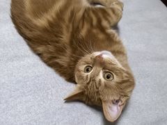 -中农国际动物医院24小时·猫科·骨科·急重症中心