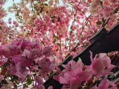 -深圳国际园林花卉博览园