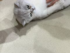 -藏猫猫咖啡主题馆(中央大道店)