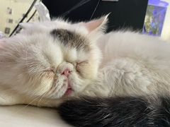 -平行世界·猫咖(首经贸店)
