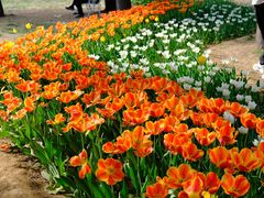 -洛阳郁金香牡丹园