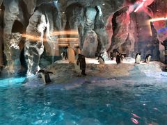 -帝企鹅自助餐厅•儿童岛•真企鹅(长隆企鹅酒店)