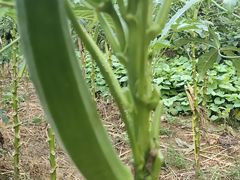 -茅山风味馆