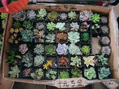 -万商花鸟市场