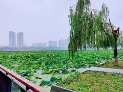 -月湖风景区