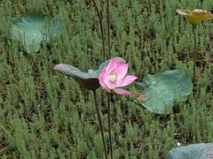 -荔湾湖公园