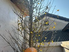 -肆月河豚·淮扬菜·湘菜(华天店)