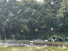 -广州长隆飞鸟乐园
