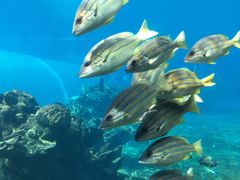 -海棠湾洲际-涛·海底餐厅·美人鱼·自助餐·海底隧道