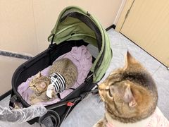 -安安宠医·臻爱宠物医院·宠保定点(营门口路分院)