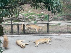 -大连森林动物园