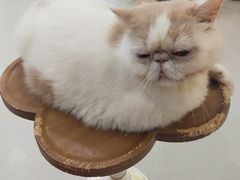 -共舞时光猫咖·狗咖(新街口店)