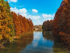 -上海海湾国家森林公园