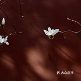 惊蛰节气 惊蜇桃花朵朵压叶枝，春风夜雨玉兰鲜