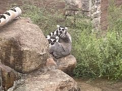 -苏州上方山国家森林公园
