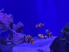 -大连圣亚海洋世界