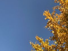 -西北大学(桃园校区)