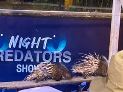 -清迈夜间动物园