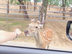 -秦皇岛野生动物园