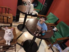 -猫色咖啡·猫咖