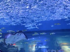 -海合安武汉极地海洋公园