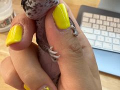 -酷以爬仙阁实体爬宠店·守宫·蜥蜴·专业繁育