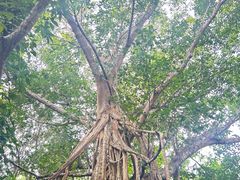 -中国科学院西双版纳热带植物园