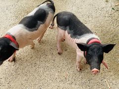 -前小桔亲子创意农场·草莓采摘·露营烧烤