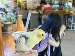 -吉丁鸟咖·异宠·寄养