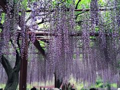 -嘉定紫藤园
