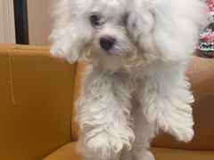 -瑞派宠物医院(搏威敦和院)