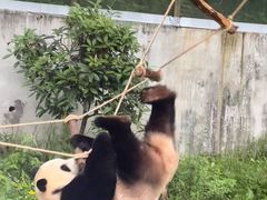 -黔灵山公园