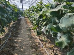 -马陆小张葡萄园农家乐