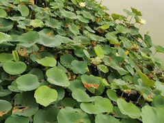 -燕郊植物园