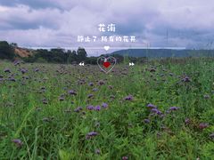 -光明小镇欢乐田园