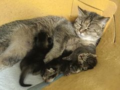 -中农国际动物医院24小时·猫科·骨科·急重症中心