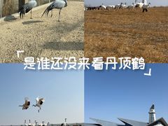 -盐城丹顶鹤湿地生态旅游区