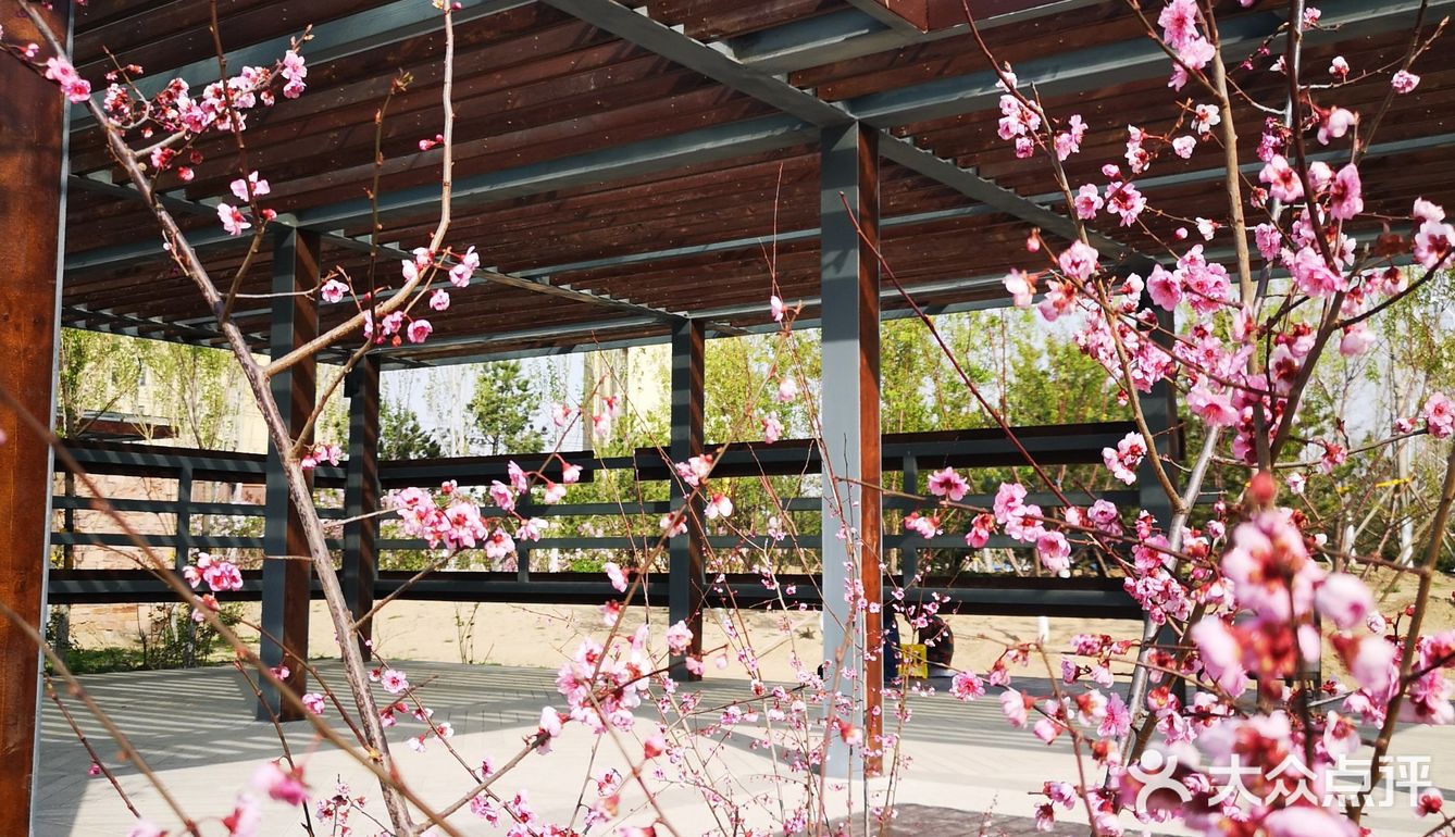 禮花再去西小口公園勝利