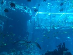 -海棠湾洲际-涛·海底餐厅·美人鱼·自助餐·海底隧道