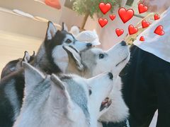 -Husky Go! 哈士奇体验馆·宠物咖啡厅狗咖